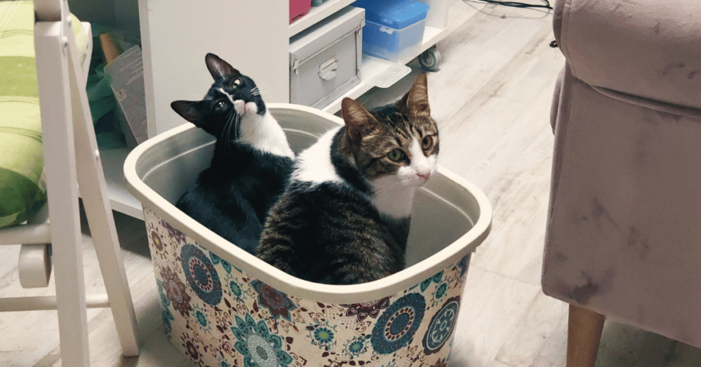 unpacked boxes as temporary play areas for cats