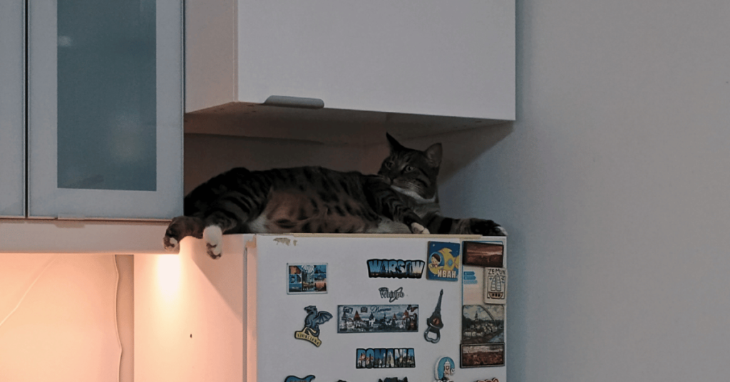 Allowing Macic to explore new home.