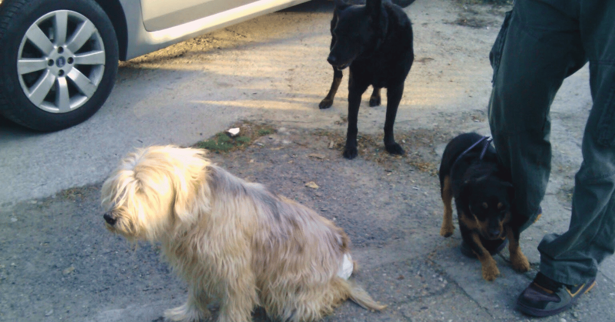 Maza sitting with diapers, Milica standing behind, and Mališa on a leash by Nino's feet