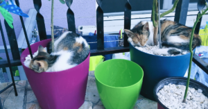 Two cats sleeping in a planter next to a cat-friendly plant in a pet-safe home.