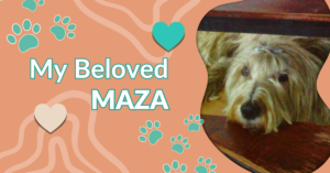 Graphic of Maza framed in a speech bubble with green hearts and paw prints on an orange background