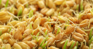 Cat grass seeds sprouting, a safe and enriching plant for indoor cats